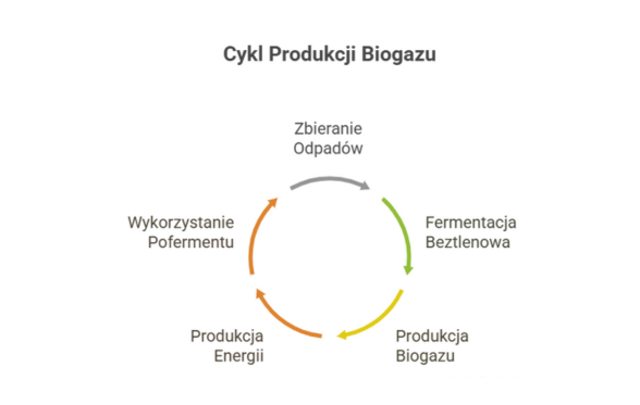 Schemat cyklu produkcji biogazu – zbieranie odpadów, fermentacja beztlenowa, produkcja biogazu i energii, wykorzystanie pofermentu w biogazowniach